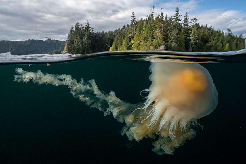 An Egg Yolk Jelly.