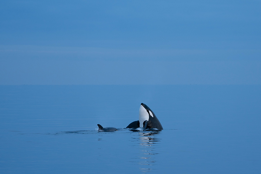 Two orcas breaching the surface of the ocean.