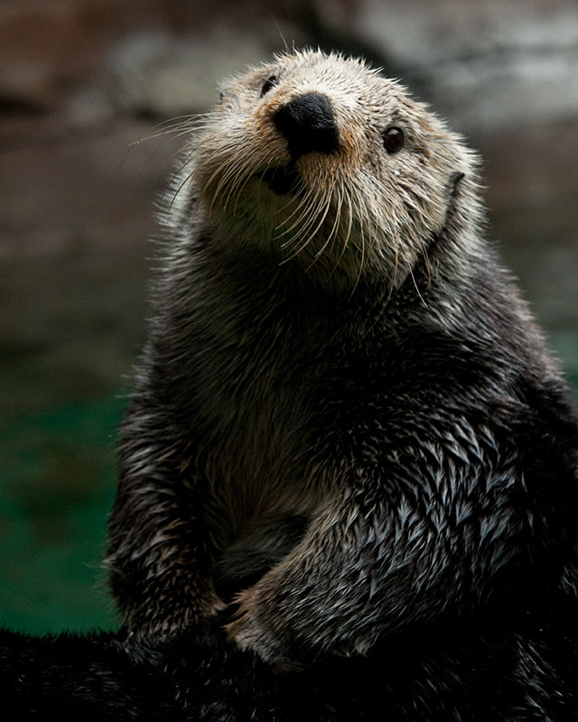 Sea otter Aniak lifting her head up in a sitting position.