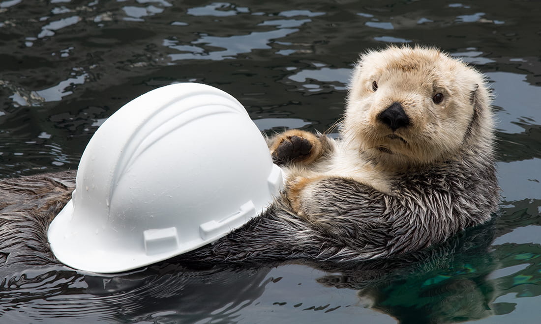 Sea otter Aniak floating on her back with a white hard construction hat enrichment item resting on her stomach.