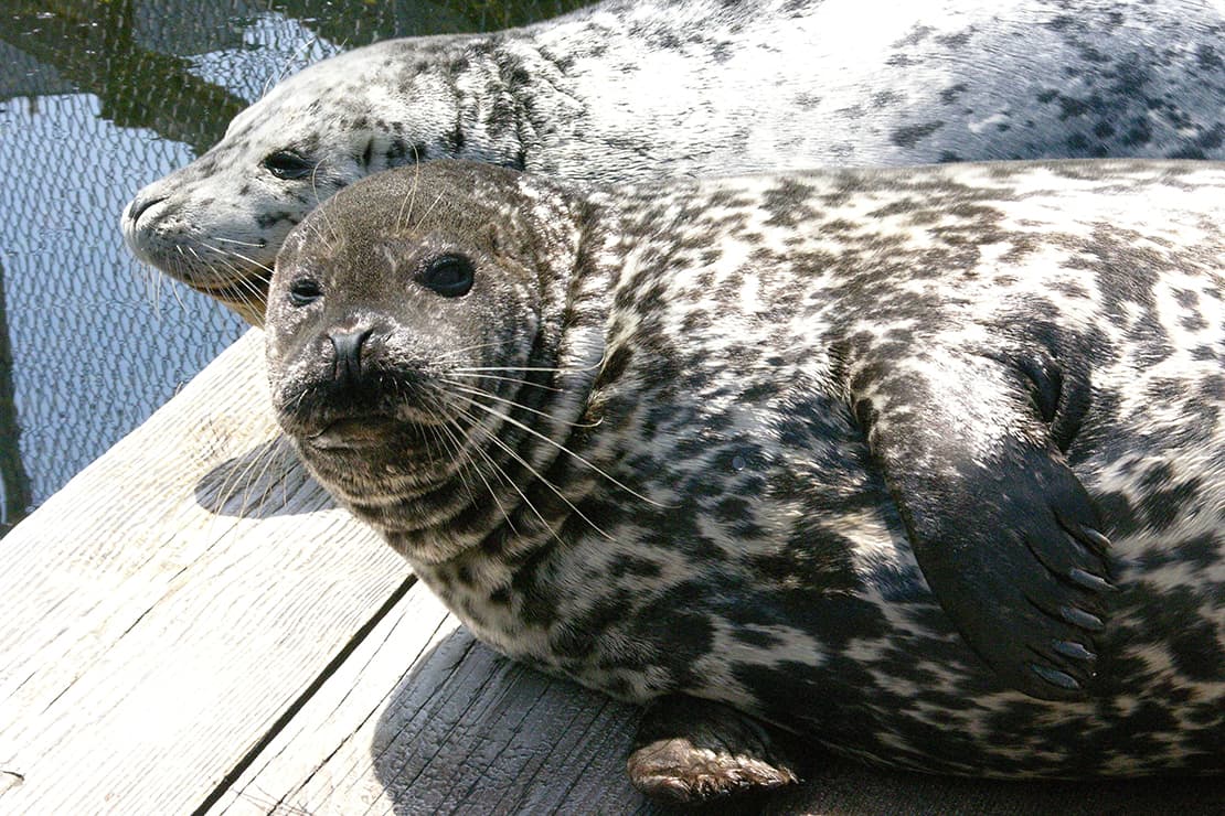 Harbor seal Q on a wooden dock area resting in front of Harbor seal Barney.