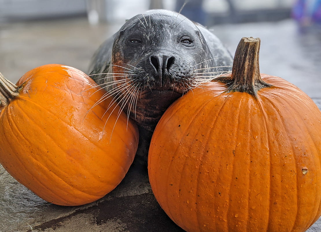 Harbor seal Q resting his head between two orange pumpkins provided as enrichment.