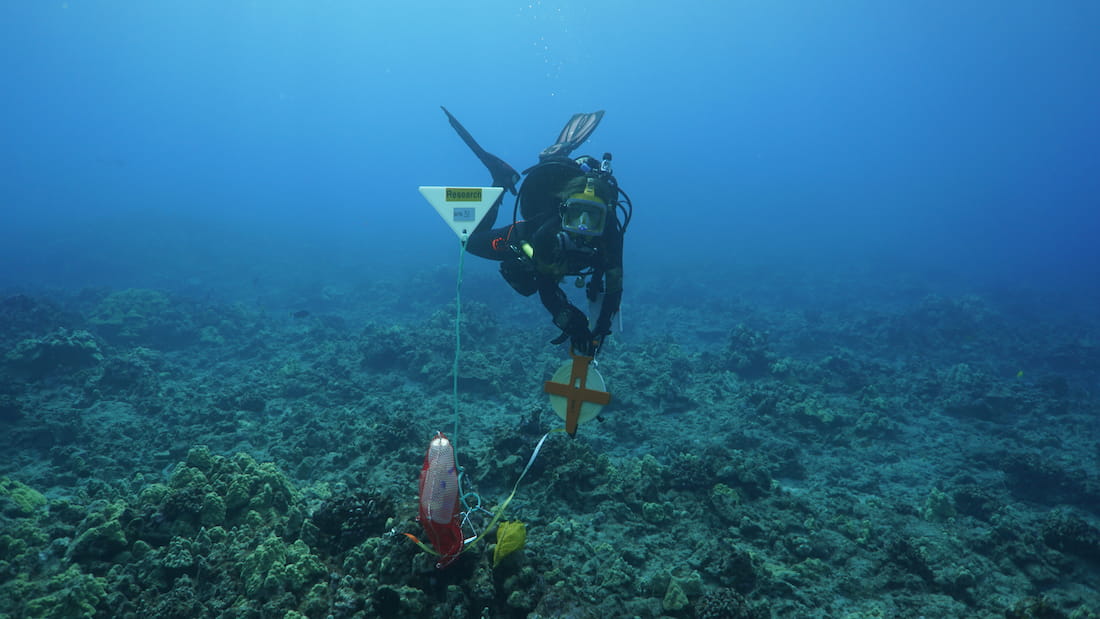 A scuba diver in a full wet suit under the water with research equipment.