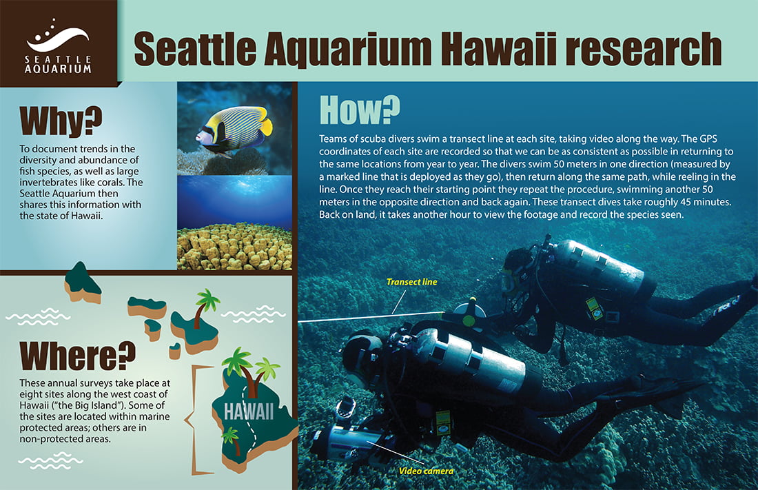 An infographic titled "Seattle Aquarium Hawaii Research" that features images of diver and fish and an illustration of the Hawaiian islands. The infographic reads: "Why? To document trends in the diversity and abundance of fish species, as well as large invertebrates like corals. The Seattle Aquarium then shares this information with the state of Hawaii. Where? These annual surveys take place at eight sites along the west coast of Hawaii ('the Big Island'). Some of the sites are located within marine protected areas; others are in non-protected areas. How? Teams of scuba divers swim a transect line at each site, taking video along the wat. The GPS coordinates of each site are recorded so that we can be as consistent as possible in returning to the same locations from year to year. The divers swim 50 meters in one direction (measured by a marked line that is deployed as they go), then return along the same path, while reeling in the line. Once they reach their starting point they repeat the procedure, swimming another 50 meters in the opposite direction and back again. These transect dives take roughly 45 minutes. Back on land, it takes another hour to view the footage and record the species seen."