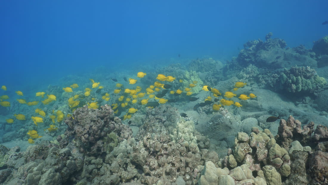 A school of yellow tang swimming in a group above a coral reef.