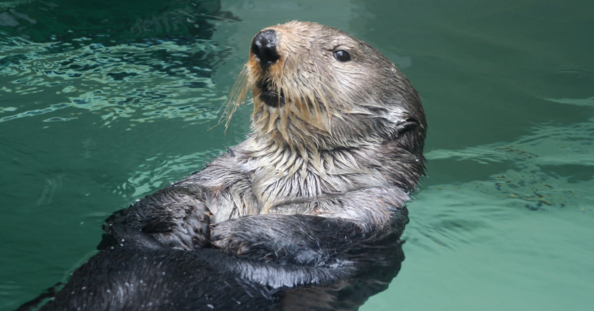 Saying goodbye to elderly Adaa - Seattle Aquarium