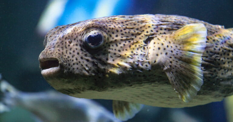 Porcupinefish: Fact or 