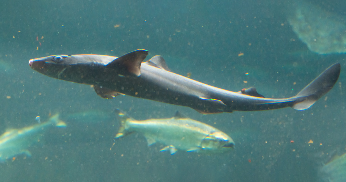 When they're hungry, they'll let you know: Caring for dogfish