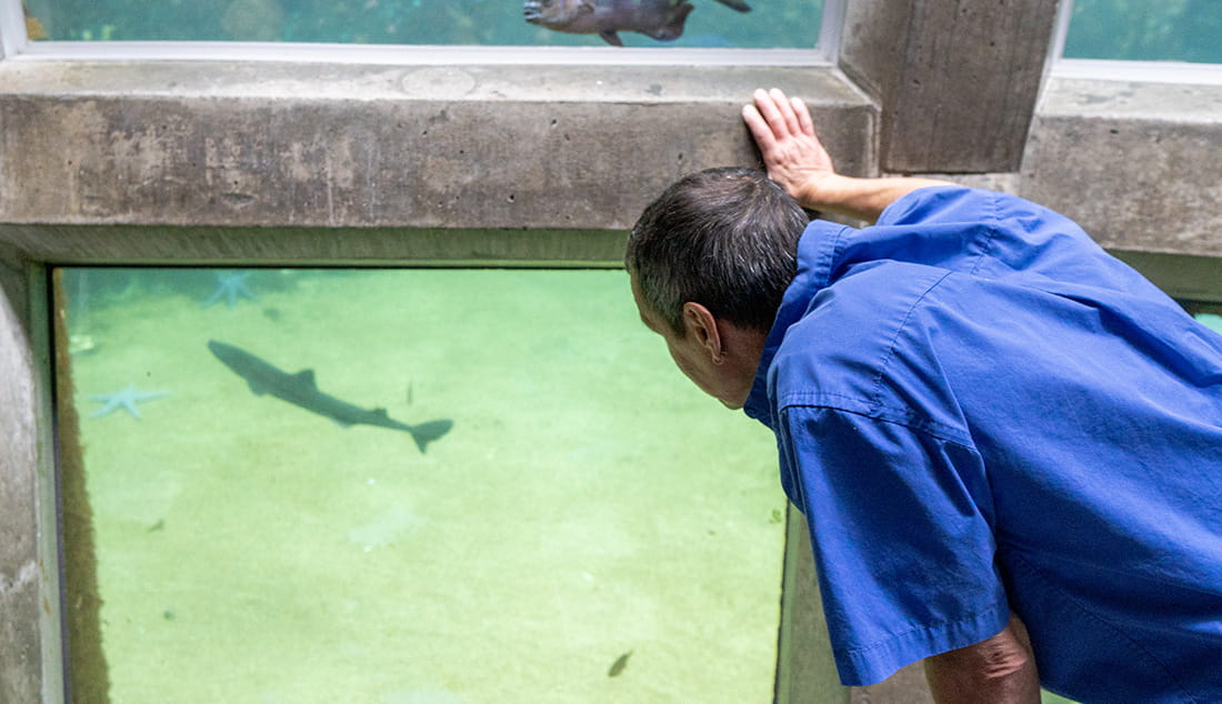 Chris Van Damme leaning over and placing a hand on the exterior of the Underwater Dome habitat at the Seattle Aquarium as he looks inside the habitat at a dogfish swimming by.