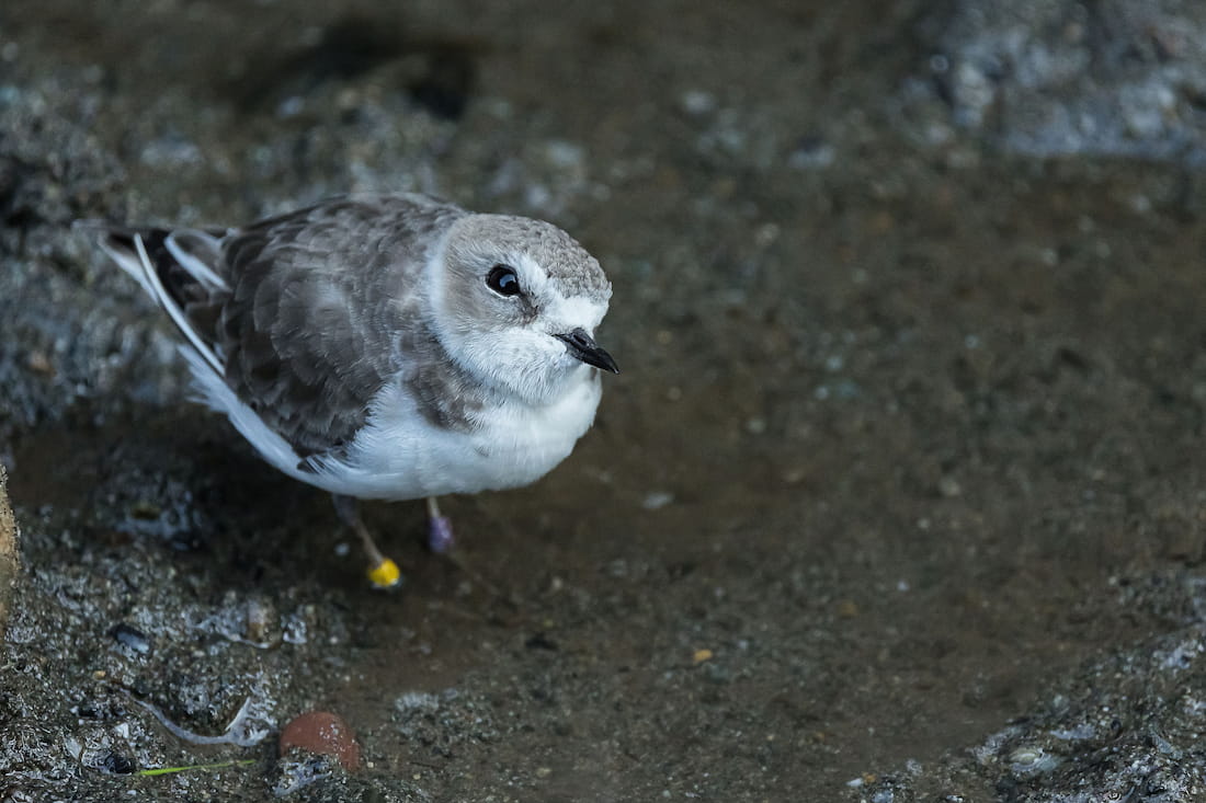 Western snowy plover looking up with a titled head, leaning to the left, at the Seattle Aquarium.