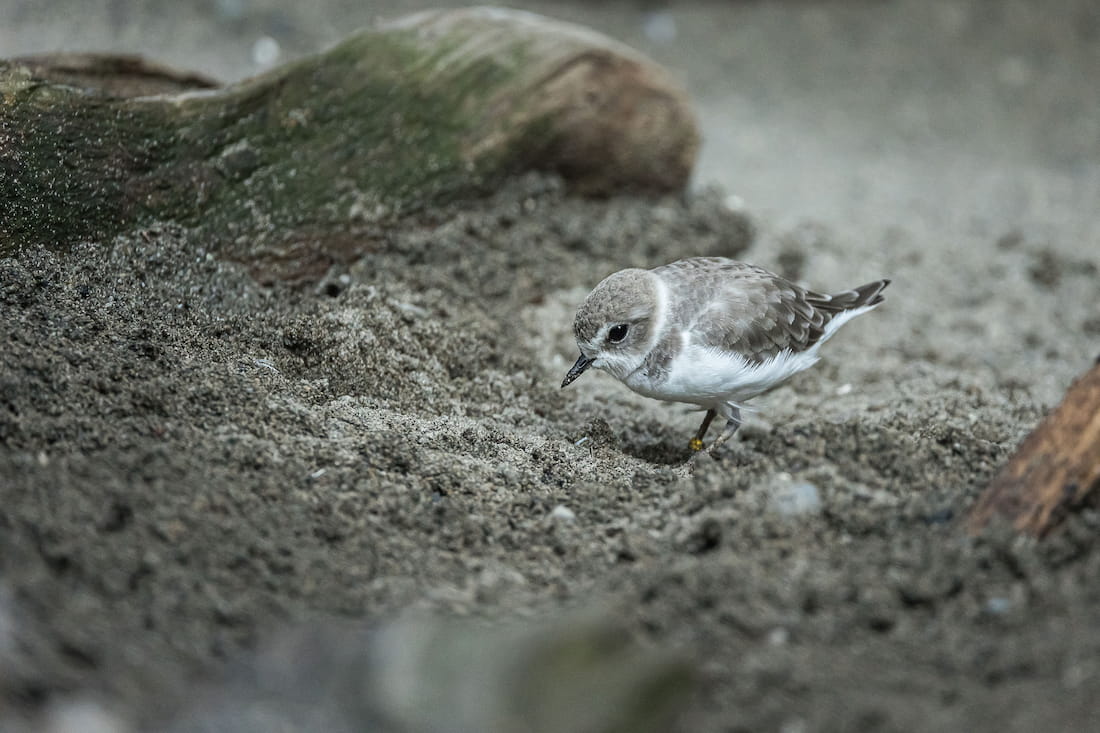 Western snowy plover at the Seattle Aquarium looking down as it stands in a sandy habitat.