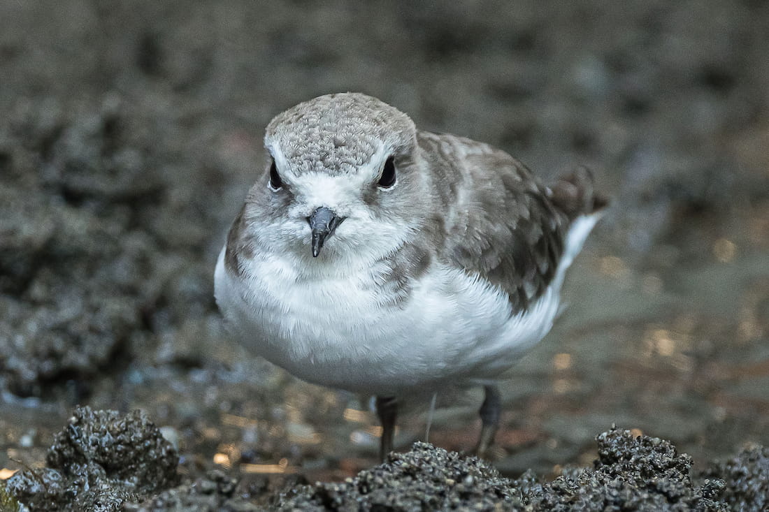 Western snowy plover standing and looking towards the camera.