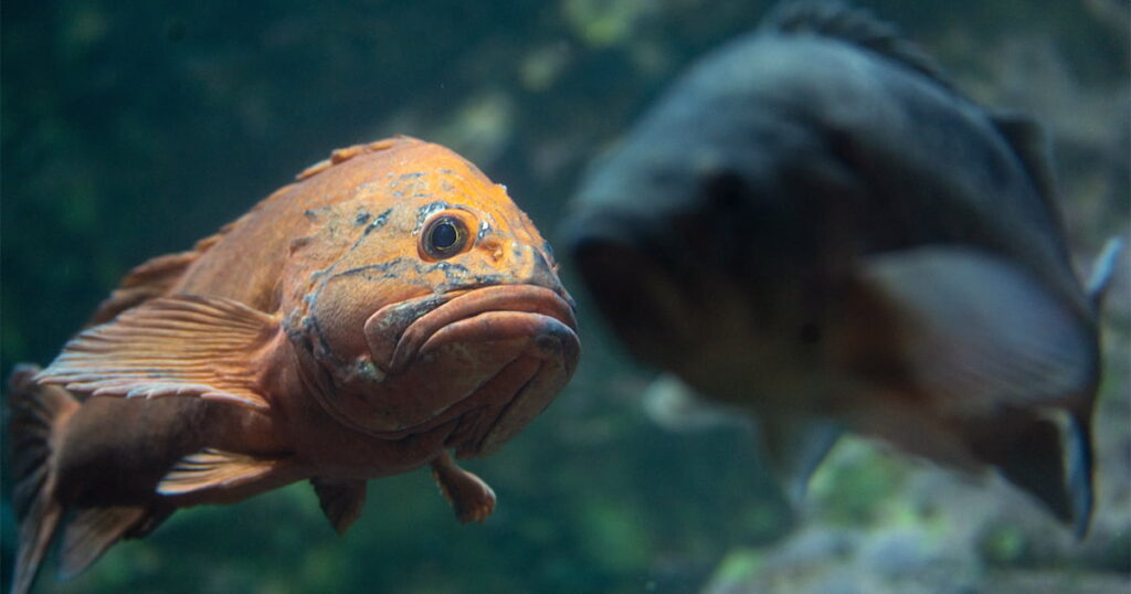 Rockfish: They're just like us! - Seattle Aquarium