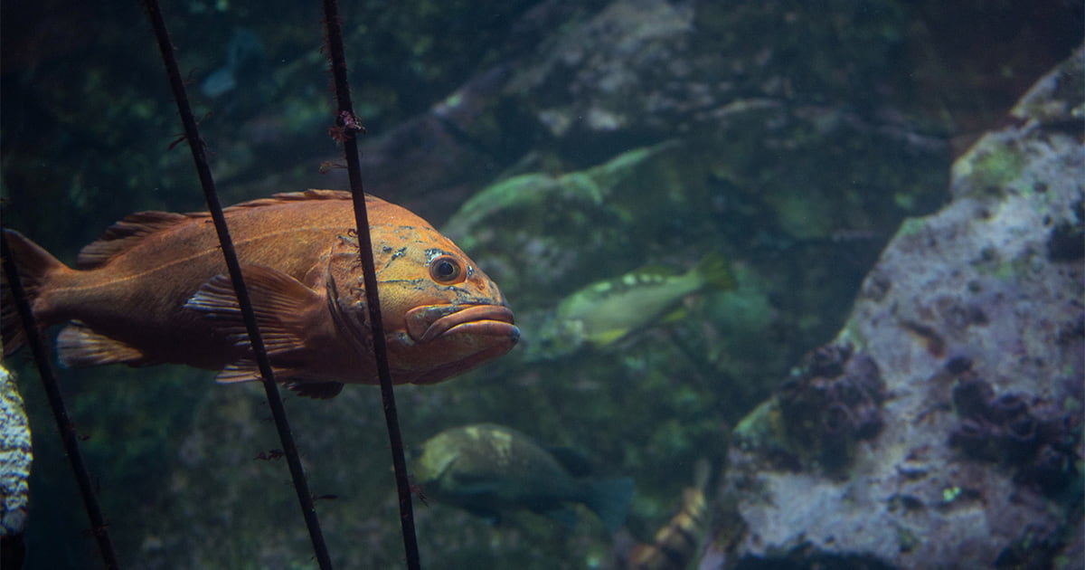 Yelloweye rockfish swimming underwater near a rocky underwater habitat.