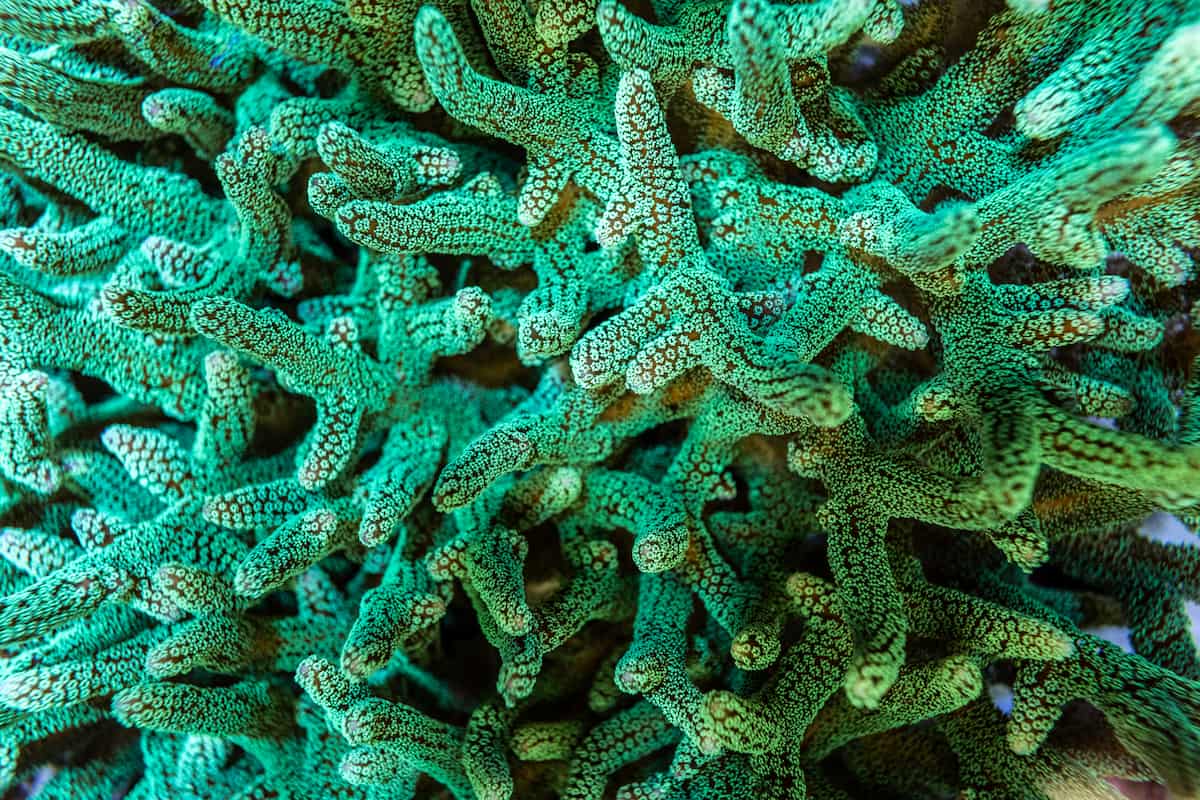 Green birdsnest coral