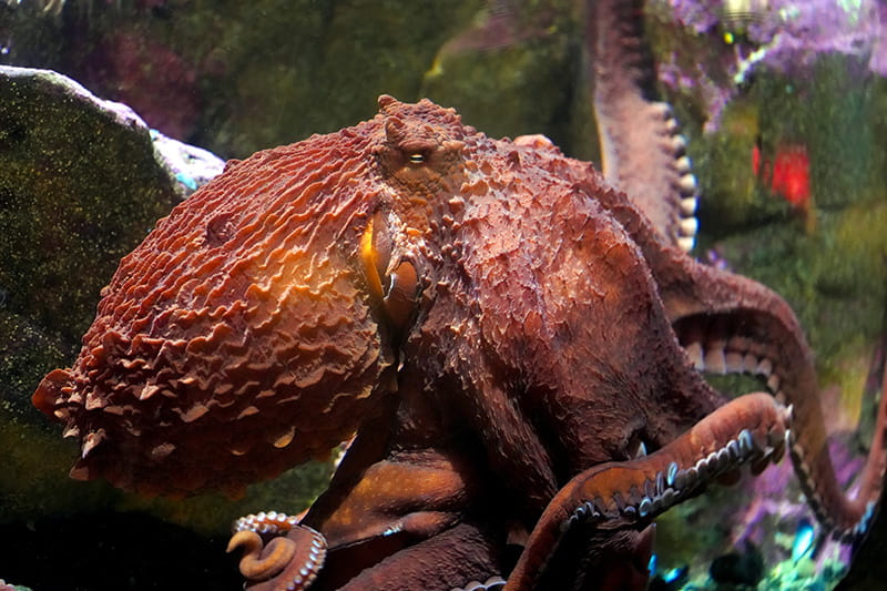 Giant Pacific octopus - Seattle Aquarium