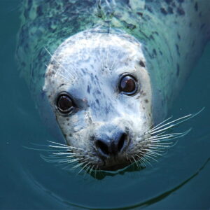 Animals | Seattle Aquarium