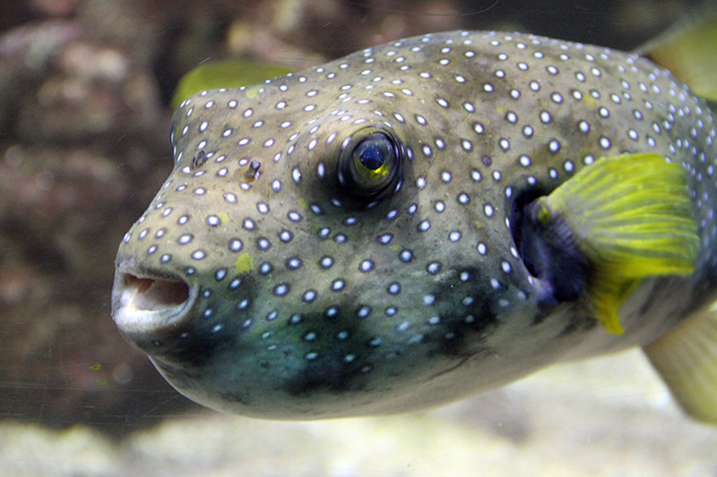 The 6 Best Fish Scales of 2024