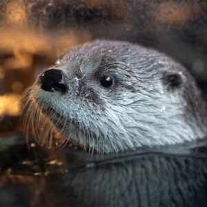 Sea otter - Seattle Aquarium