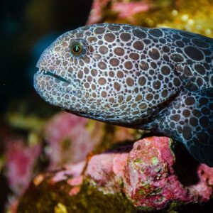 Animals | Seattle Aquarium