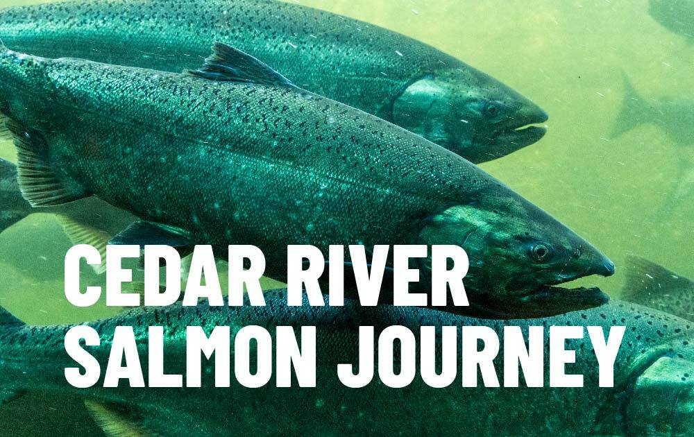 Cedar River Salmon Journey event image