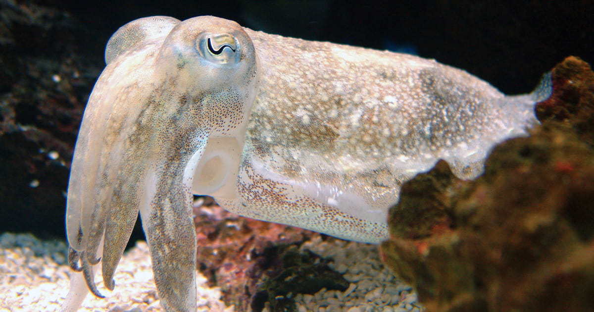 A close-up of a dwarf cuttlefish.