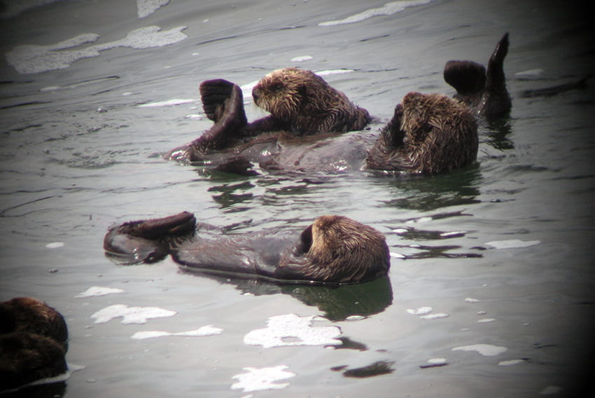 Three wild sea otters floating on their backs in the ocean off the Washington coast.