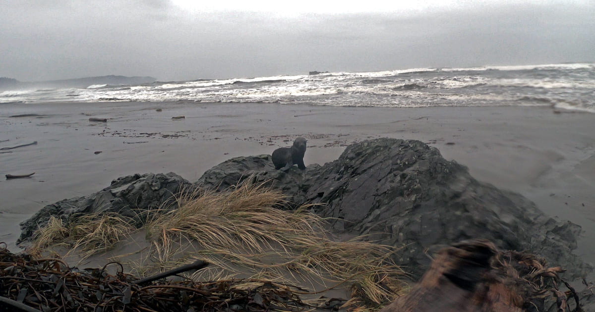 A young fur seal pup sitting on a rocky area along a beach in Washington on a cloudy day, looking towards the camera.