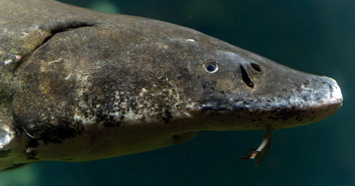 A close-up of a sturgeon's head.