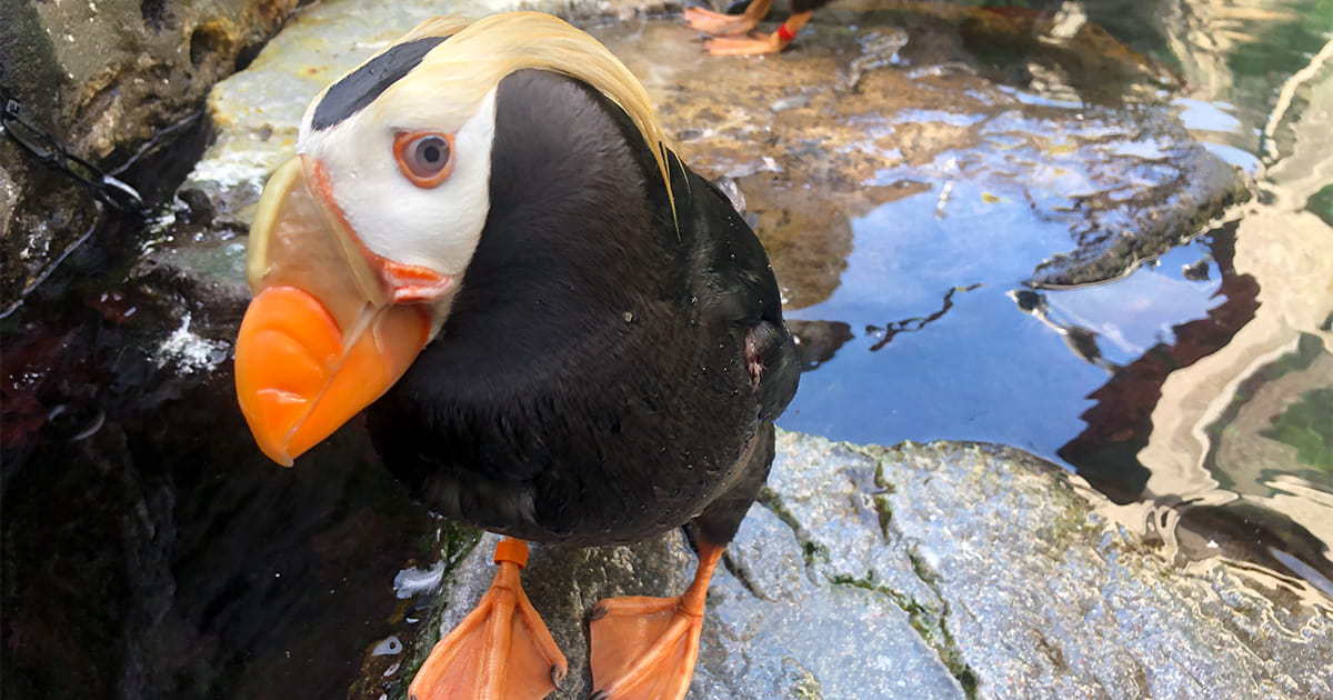 A tufted puffin looking up at the camera.