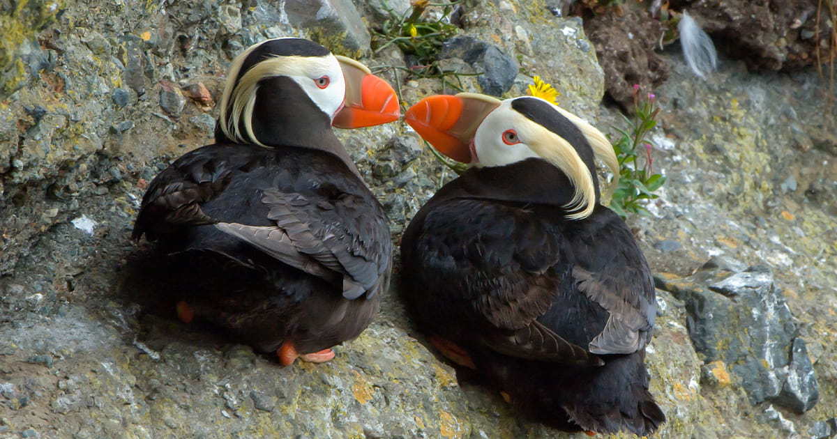 Two tufted puffins facing each other.