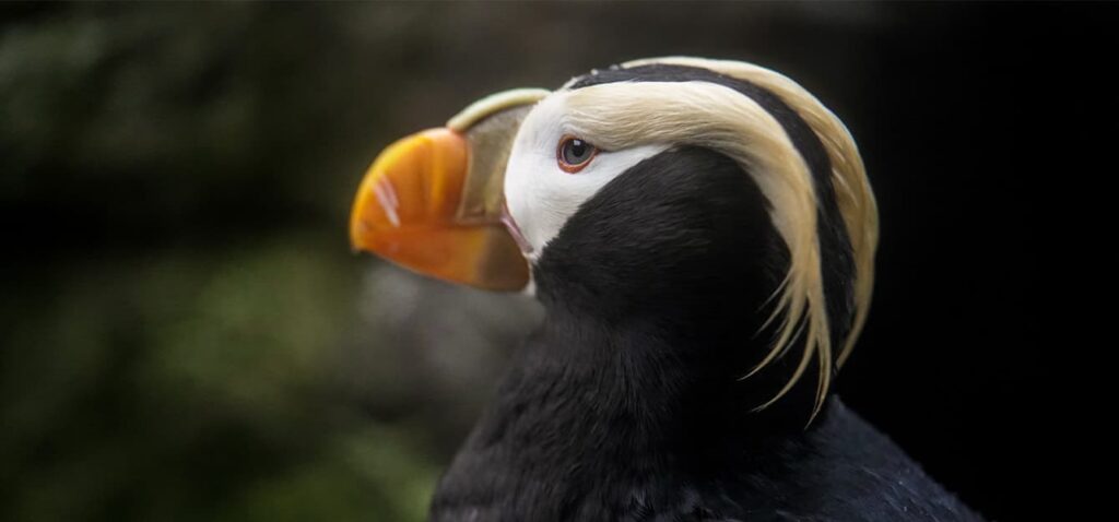 An adult tufted puffin in full breeding plumage.