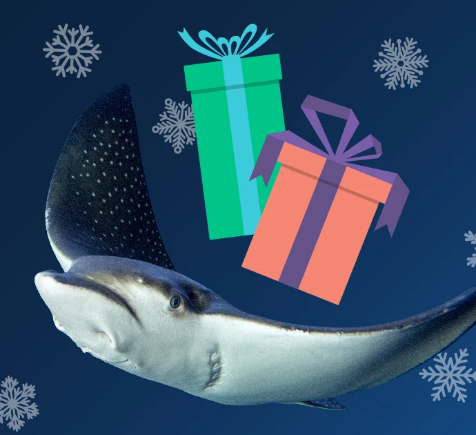 Photo of an eagle ray gliding through the water cut out and placed against an illustrated background of snowflakes with two illustrated presents above the eagle ray.