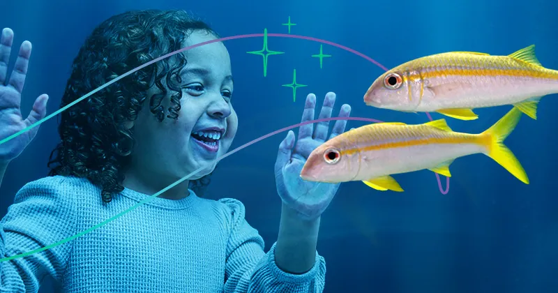A young child looking at two fish with wonder and a smile as their hands are pressed up against a viewing window.
