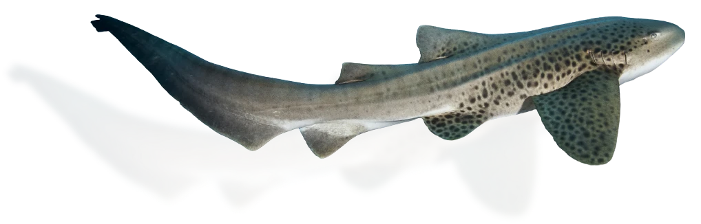 Indo-Pacific leopard shark against a transparent background.