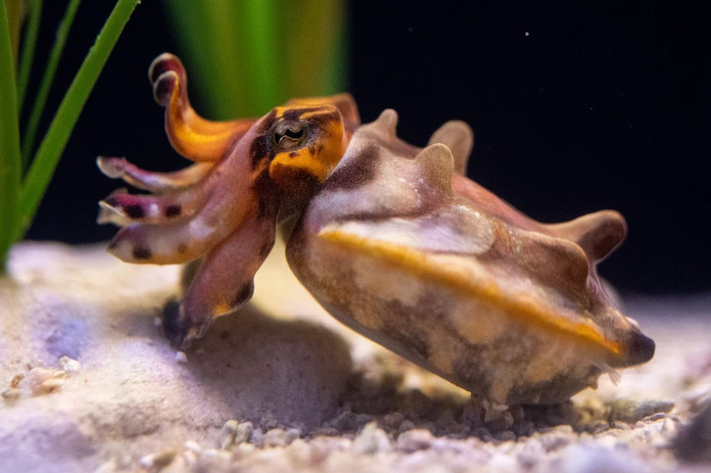 A flamboyant cuttlefish resting on the rocky bottom of an underwater habitat.