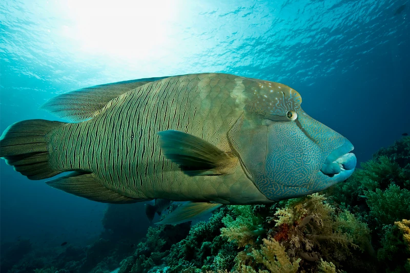 A large humphead wrasse swimming underwater in a tropical habitat.