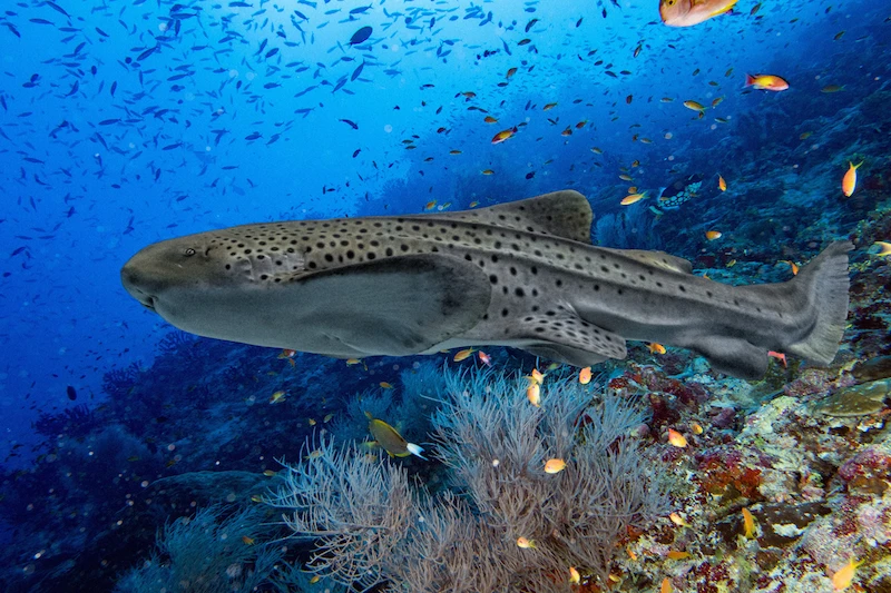 An Indo-Pacific leopard shark swimming underwater in a tropical habitat. Lots of other smaller tropical fish are swimming near and around the shark.