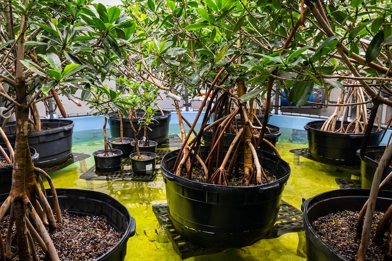 Mangroves inside a specially designed habitat at the Seattle Aquarium's Animal Care Center.