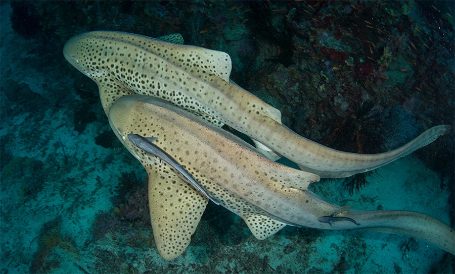 Two adult Indo-Pacific leopard sharks swimming closely together underwater along the ocean floor, with smaller fish swimming nearby.