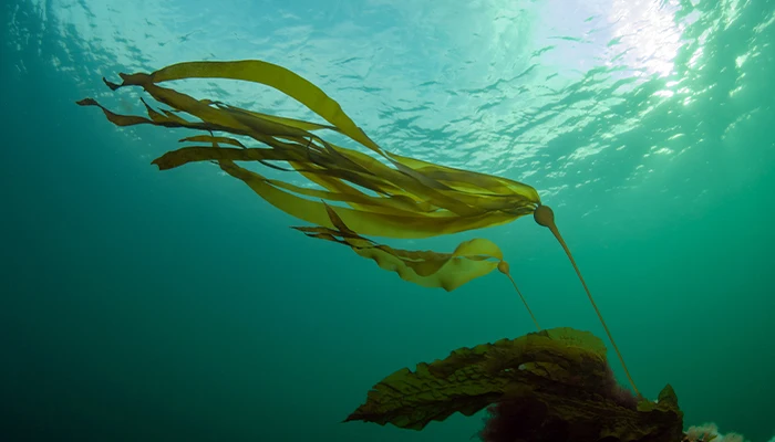 Bull kelp viewed upwards from underwater. Sunlight is highlighting through the oceans surface above.