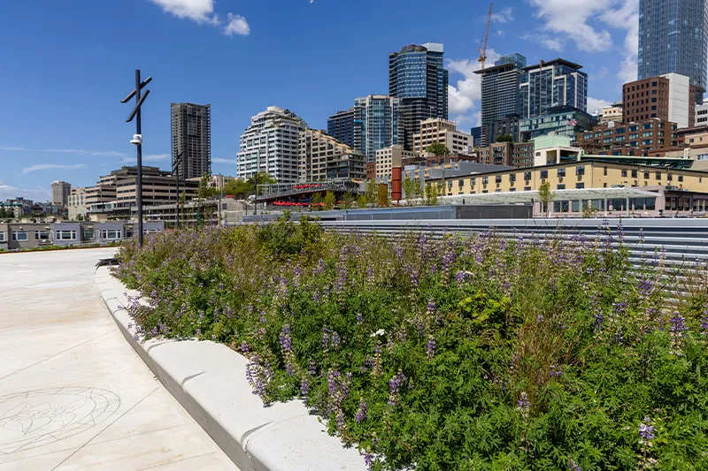 Native plants growing in a natural green space on the Seattle Aquarium's Ocean Pavilion rooftop, which is part of a public space connecting the Aquarium and the Waterfront to Pike Place Market.