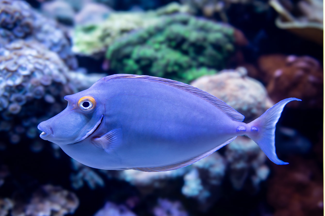 Tangs & unicornfish - Seattle Aquarium