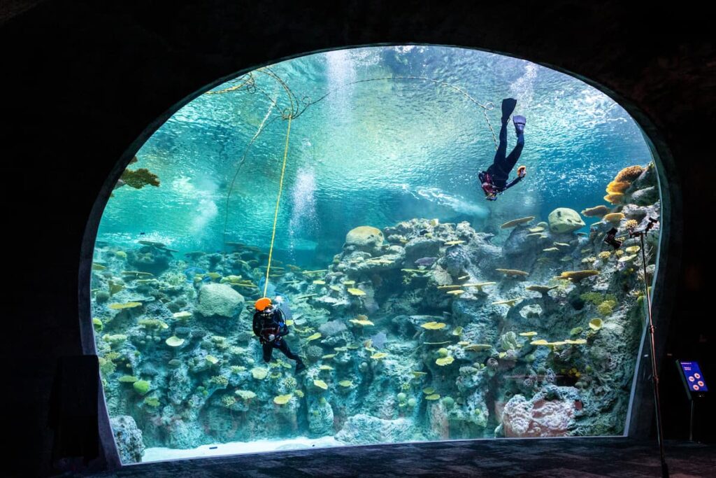 Aquarium divers seen through the window of The Reef.