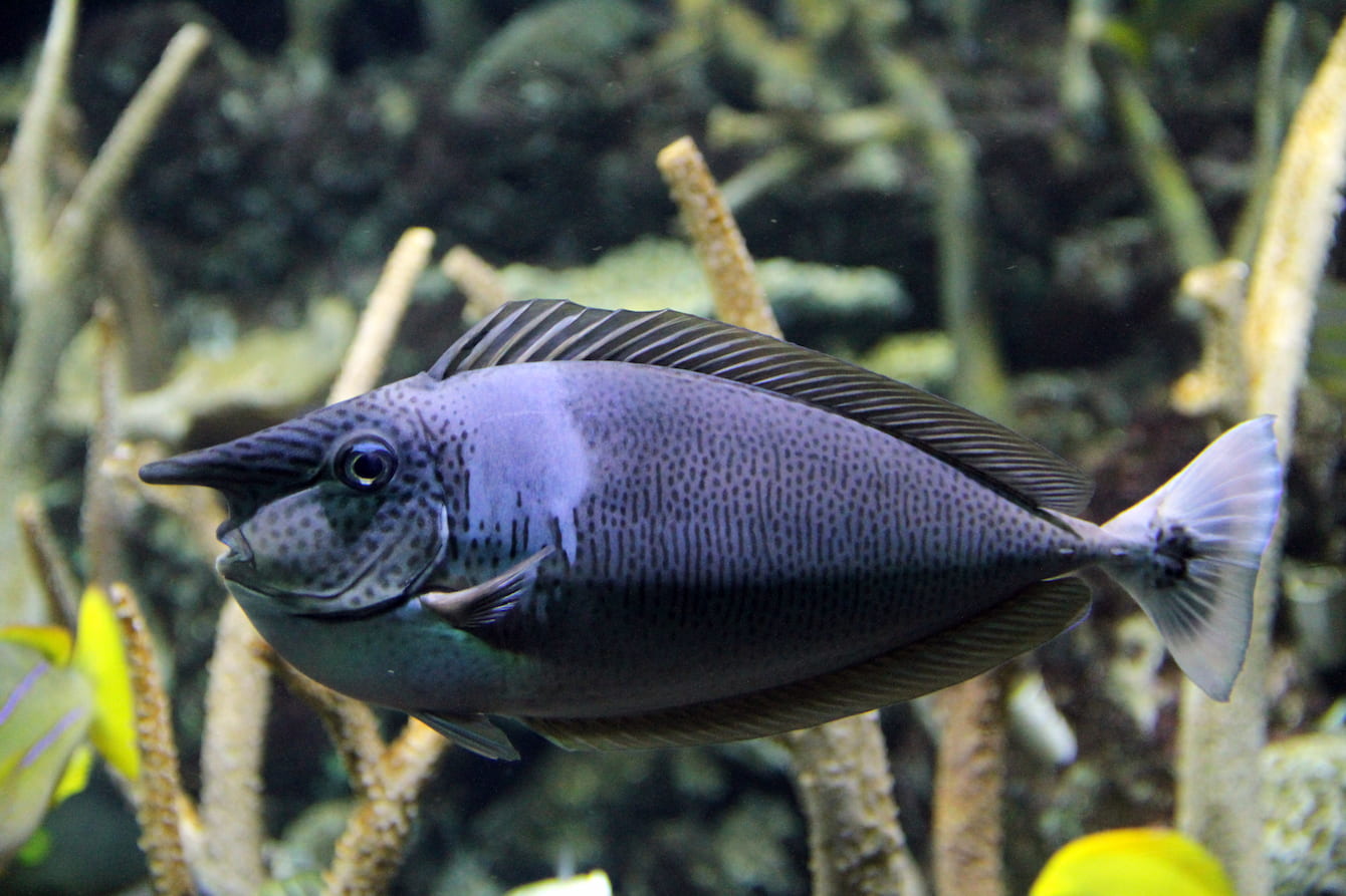 Tangs & unicornfish - Seattle Aquarium