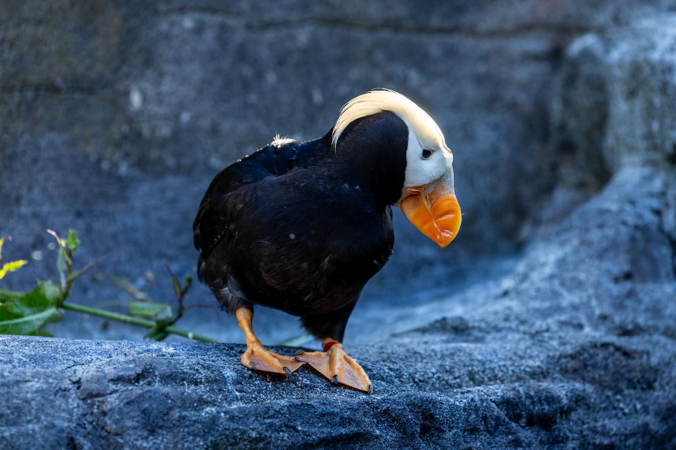 A tufted puffin standing on a rocky outcrop.