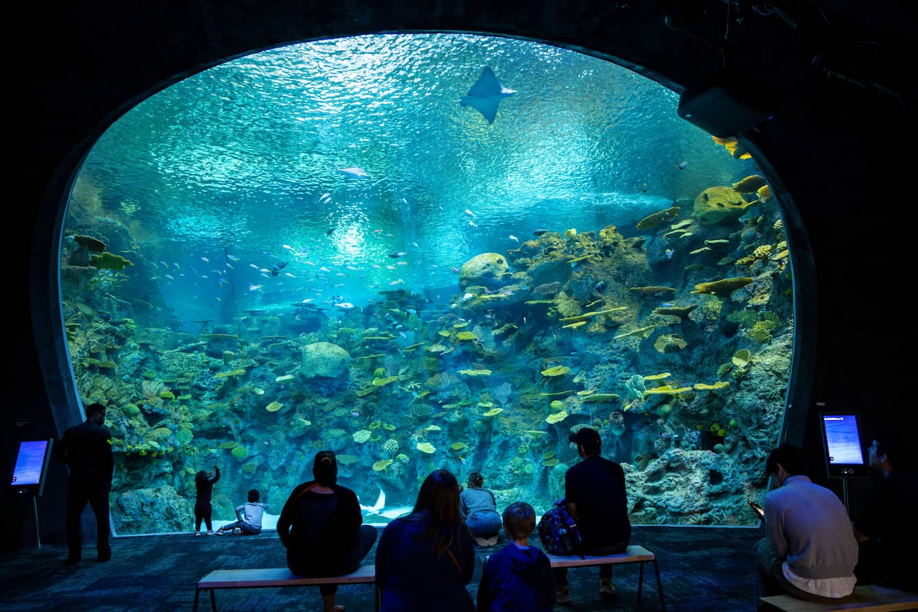 Seattle Aquarium visitors sitting in front of the large Reef habitat main window inside the Aquarium's Ocean Pavilion, looking at different tropical fish species and an eagle ray swimming past near the surface of the water.