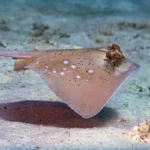 A blue-spotted stingray swimming along a sandy bottom of the ocean.