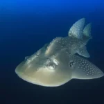 A large adult bowmouth guitarfish swimming in the open ocean.