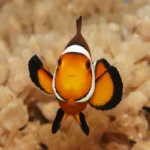 Clowfish swimming, facing forward, in front of an anenome.